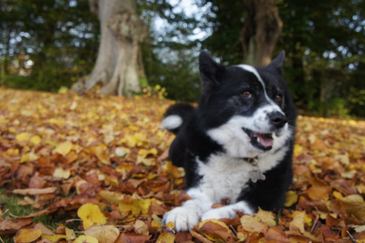 Karelsk bjørnehund Bipes Night's in white Satin *Liva* billede 26