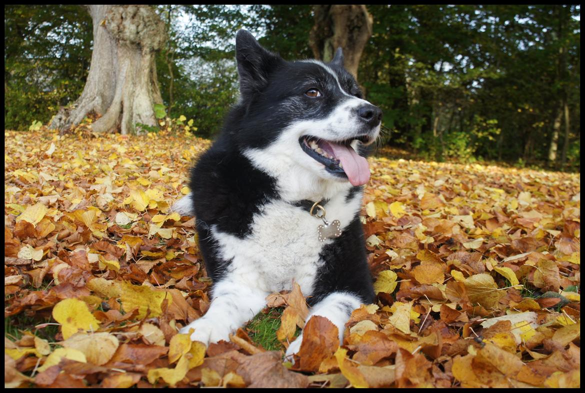 Karelsk bjørnehund Bipes Night's in white Satin *Liva* billede 27