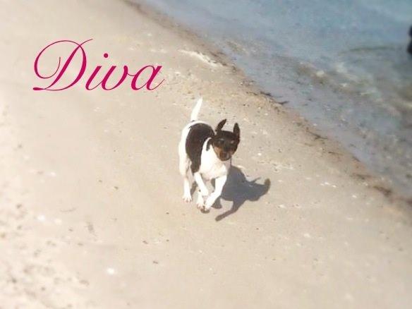 Dansk svensk gaardhund Diva * Sukkergris * { Himmelhund } billede 1