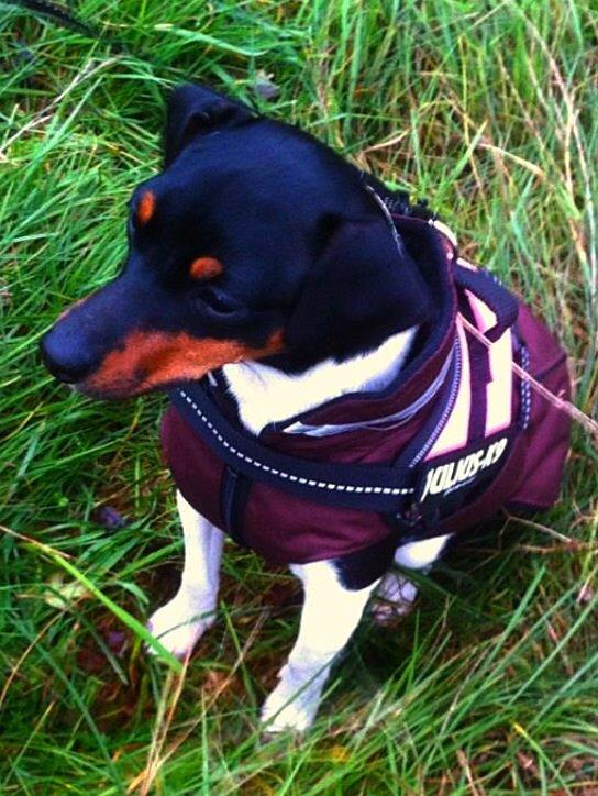 Dansk svensk gaardhund Diva * Sukkergris * { Himmelhund } billede 2