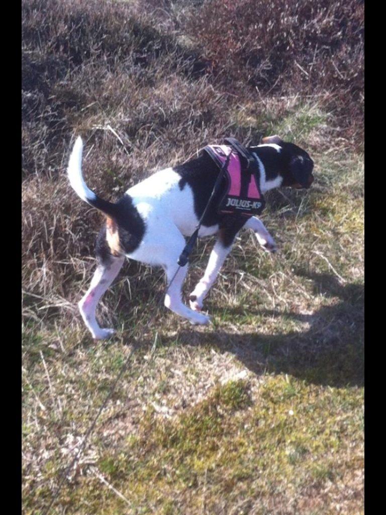 Dansk svensk gaardhund Diva * Sukkergris * { Himmelhund } billede 3