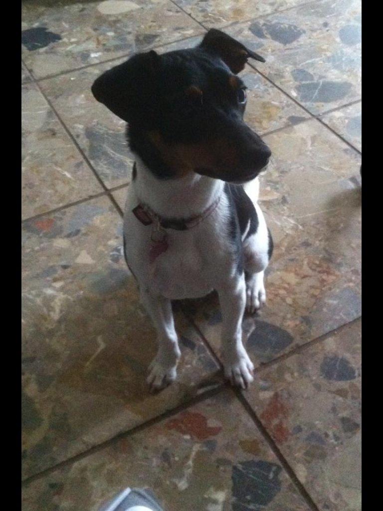 Dansk svensk gaardhund Diva * Sukkergris * { Himmelhund } billede 4