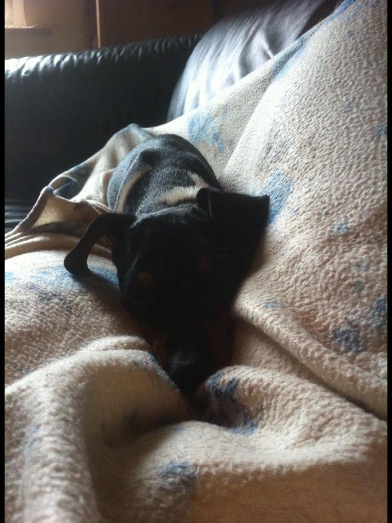 Dansk svensk gaardhund Diva * Sukkergris * { Himmelhund } billede 5