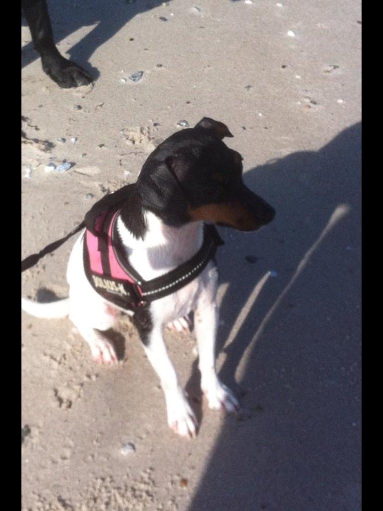 Dansk svensk gaardhund Diva * Sukkergris * { Himmelhund } billede 6