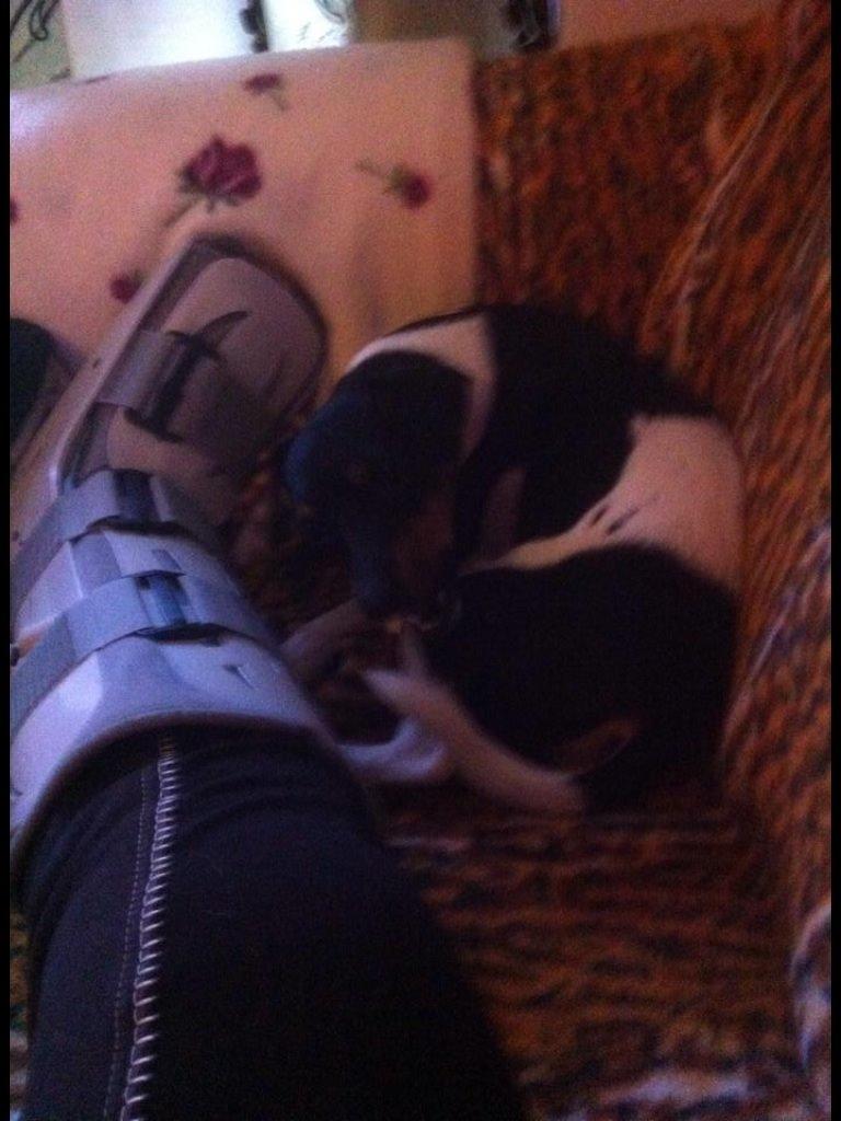 Dansk svensk gaardhund Diva * Sukkergris * { Himmelhund } billede 7