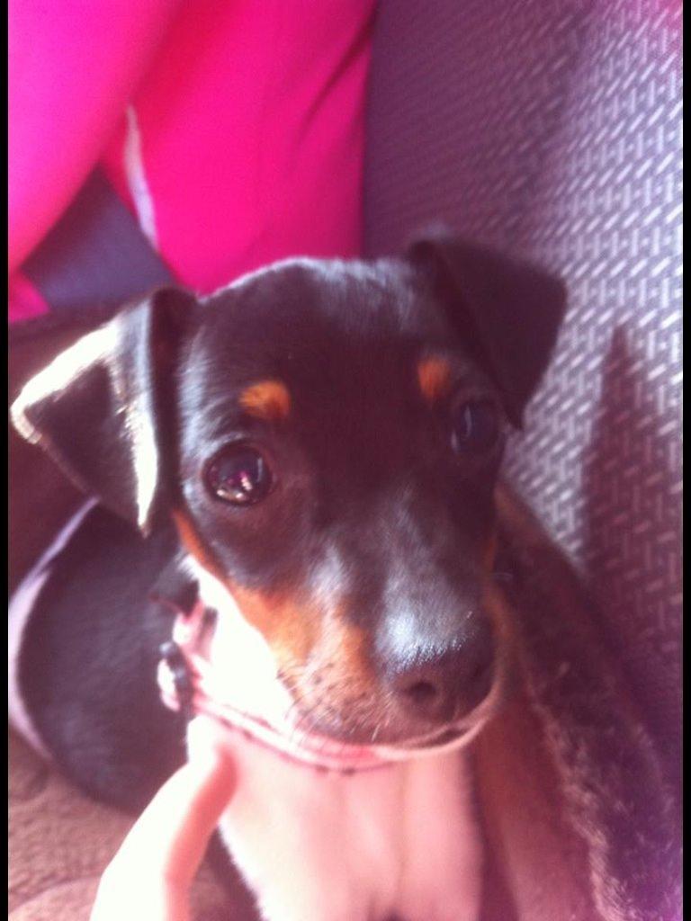 Dansk svensk gaardhund Diva * Sukkergris * { Himmelhund } billede 8