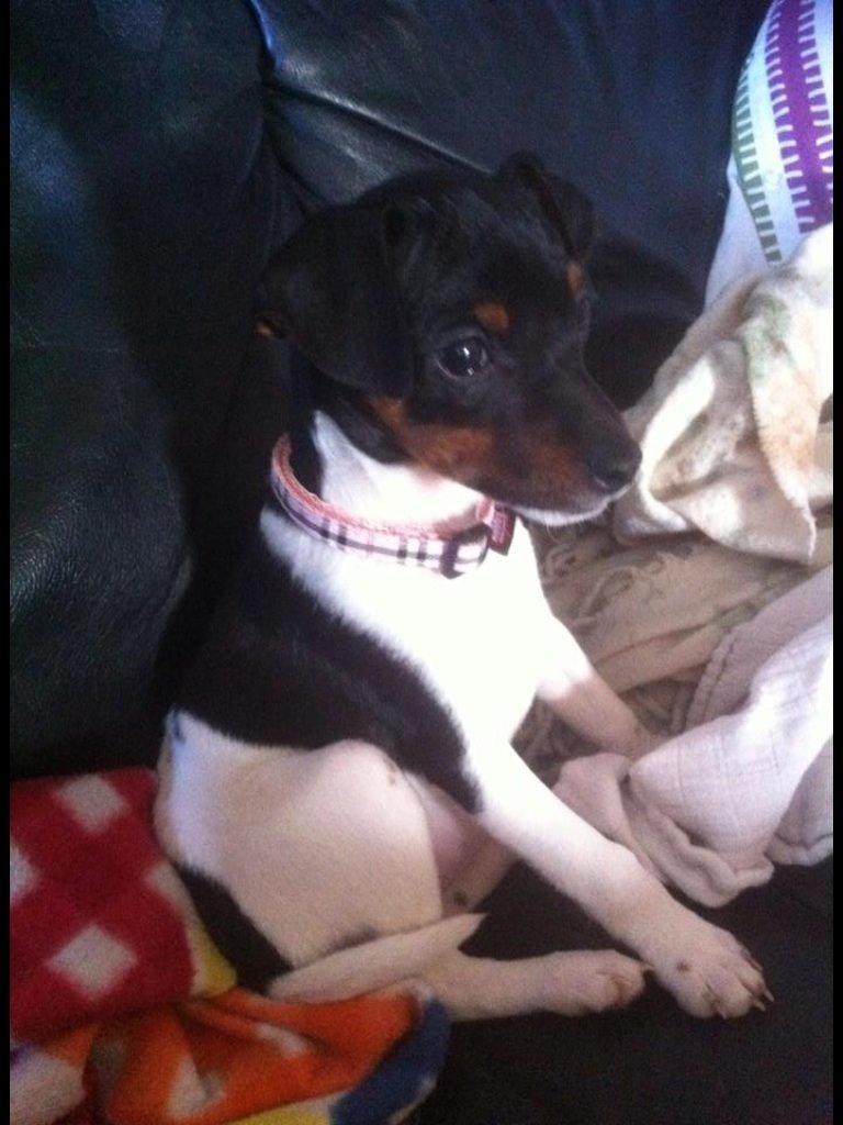 Dansk svensk gaardhund Diva * Sukkergris * { Himmelhund } billede 9