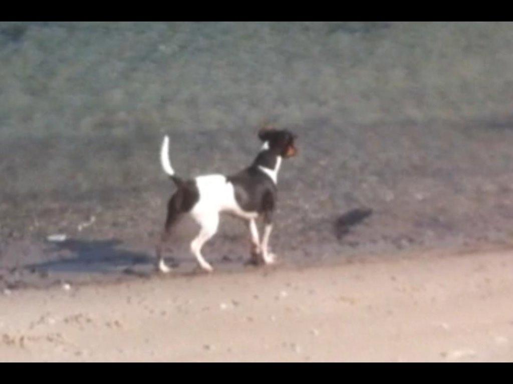 Dansk svensk gaardhund Diva * Sukkergris * { Himmelhund } billede 10