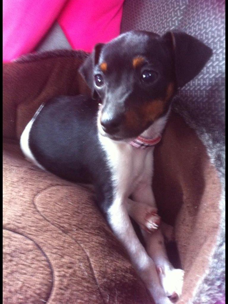 Dansk svensk gaardhund Diva * Sukkergris * { Himmelhund } billede 11