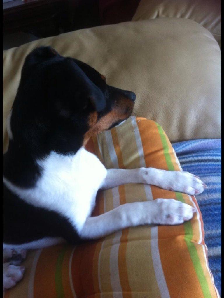 Dansk svensk gaardhund Diva * Sukkergris * { Himmelhund } billede 12