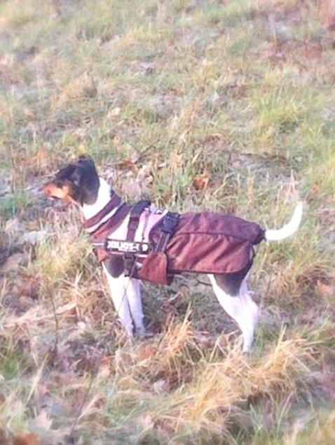 Dansk svensk gaardhund Diva * Sukkergris * { Himmelhund } billede 13