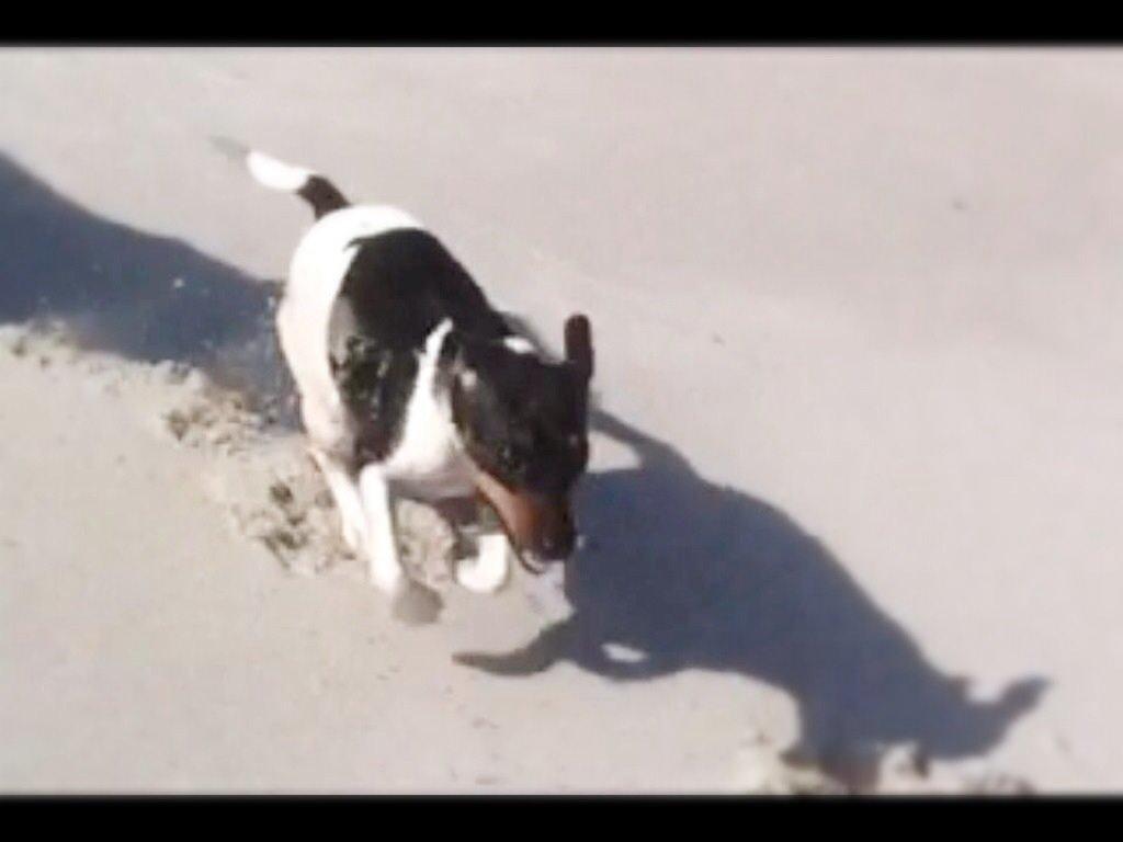 Dansk svensk gaardhund Diva * Sukkergris * { Himmelhund } billede 14