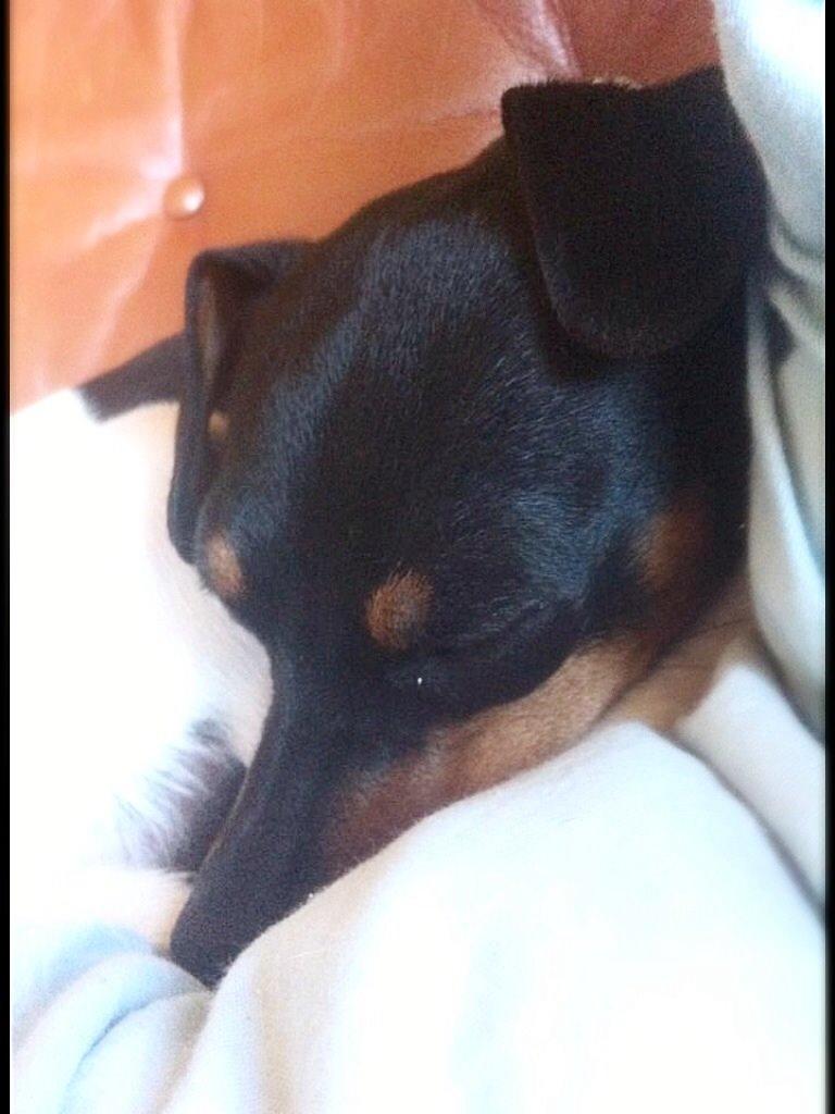 Dansk svensk gaardhund Diva * Sukkergris * { Himmelhund } billede 15