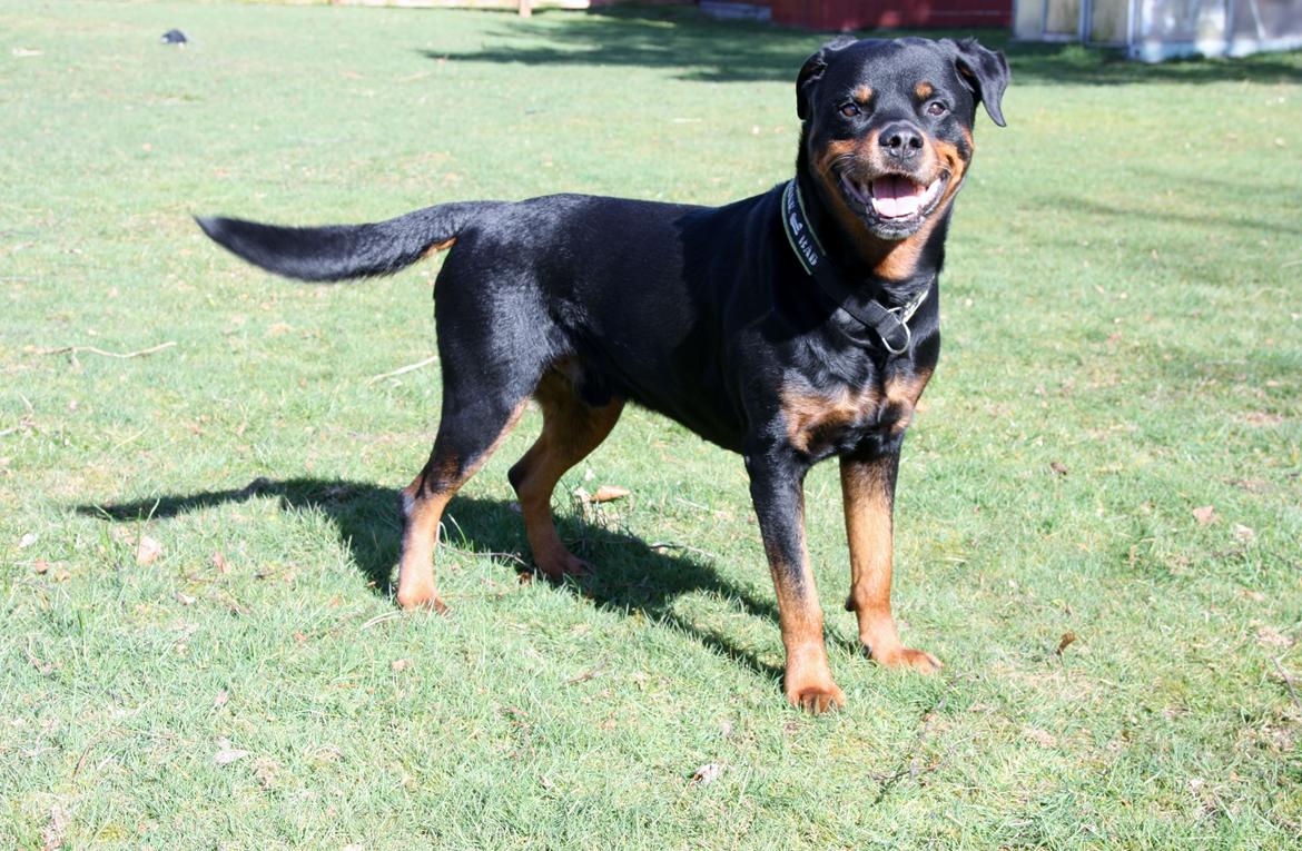 Rottweiler Vom Hause Kanku's Wictor. - 20. Marts 2014 billede 12