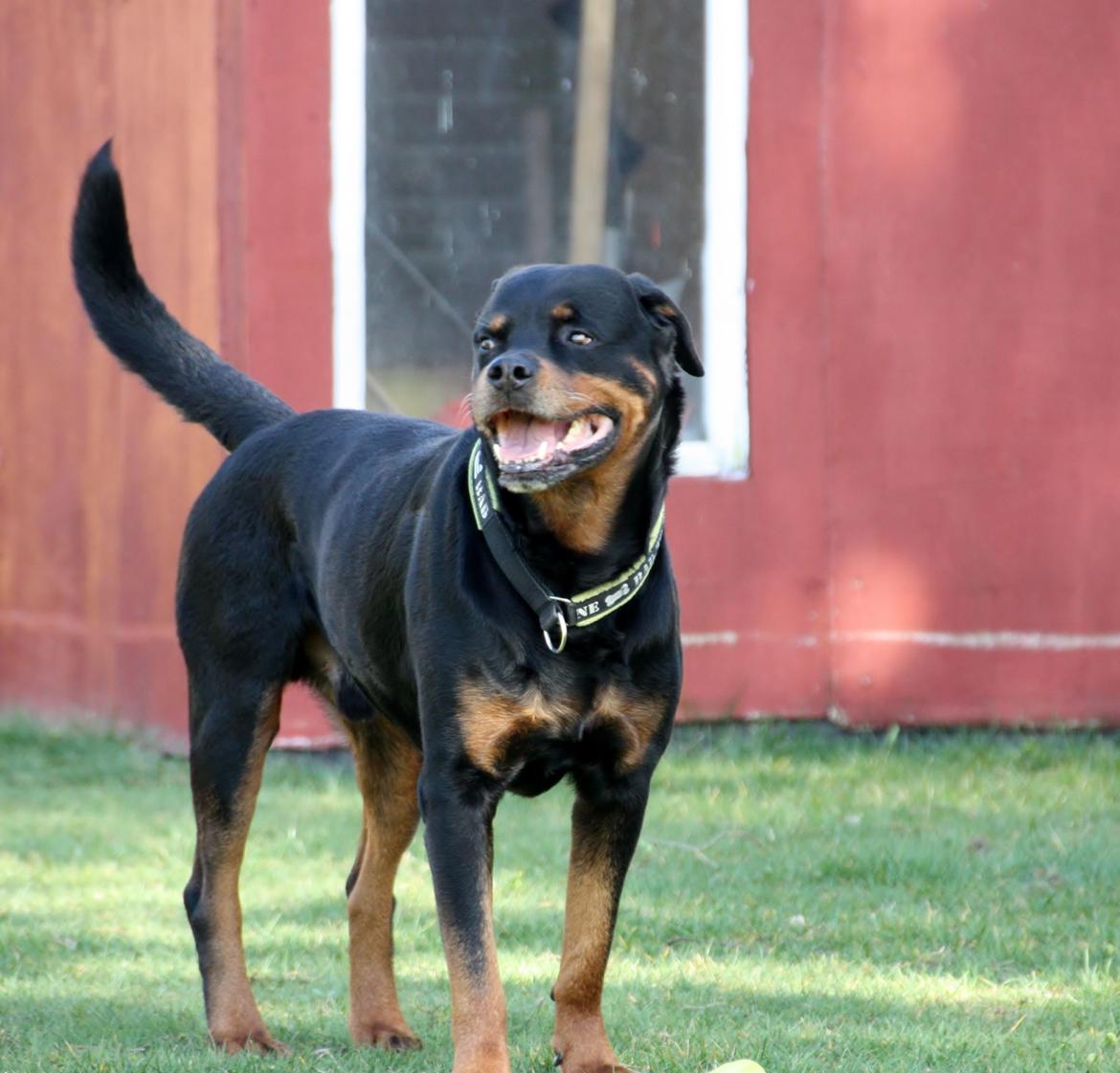 Rottweiler Vom Hause Kanku's Wictor. - 20. Marts 2014 billede 4