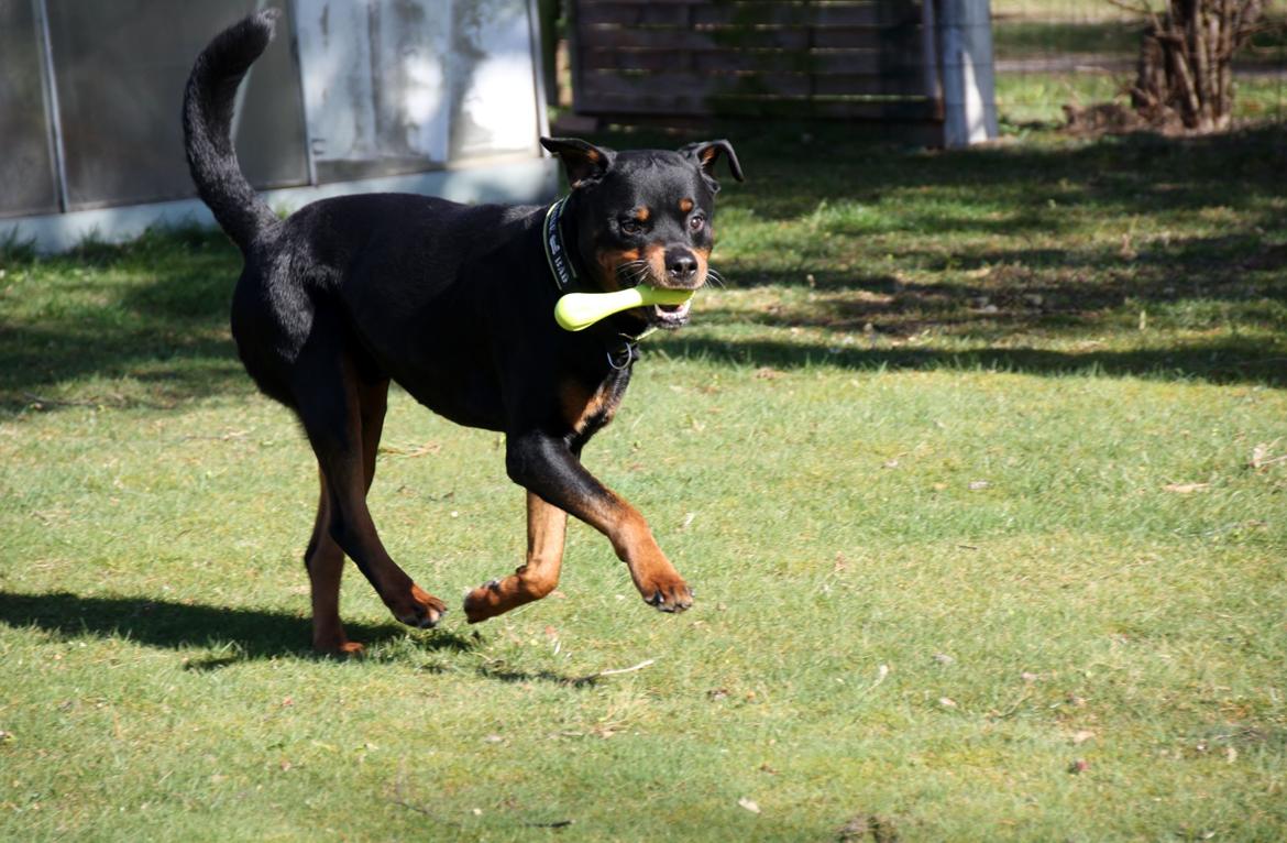 Rottweiler Vom Hause Kanku's Wictor. - 20. Marts 2014 billede 11