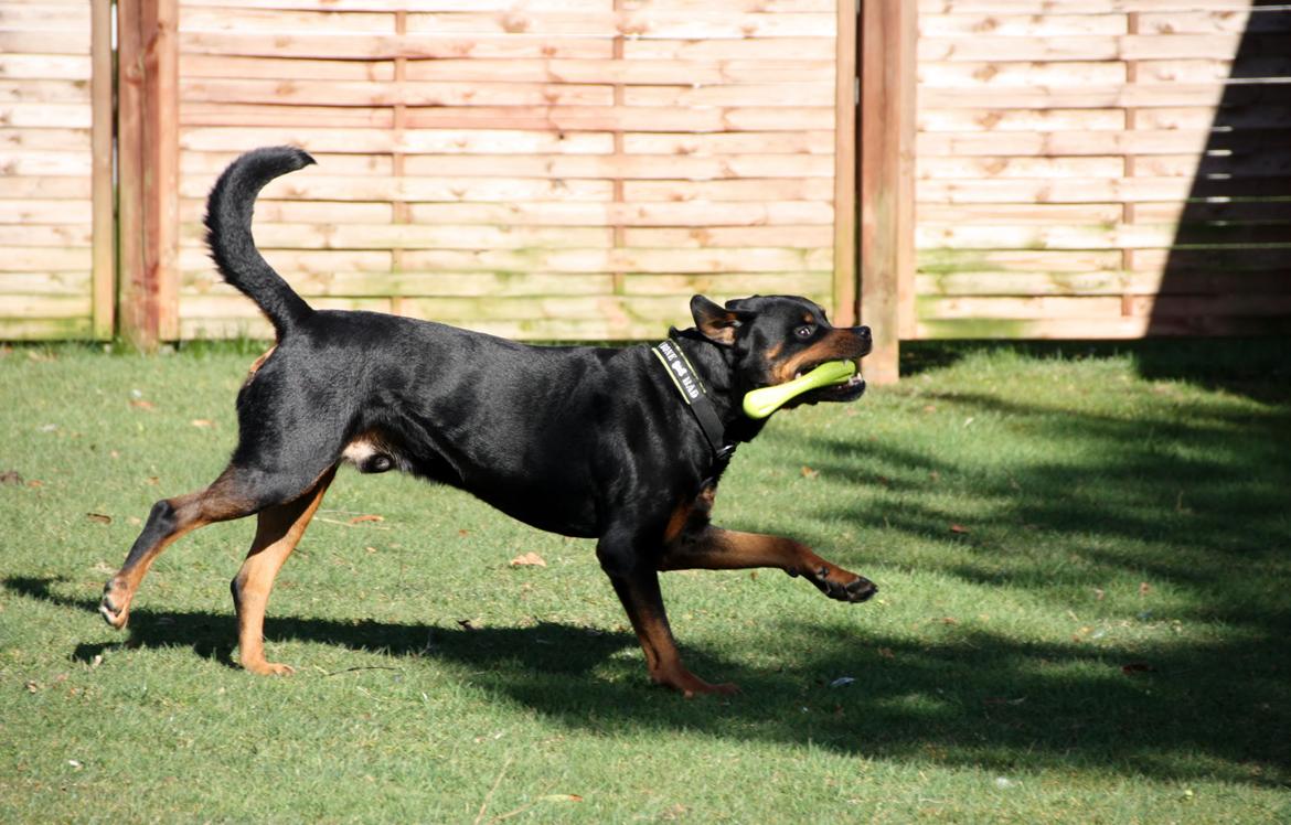 Rottweiler Vom Hause Kanku's Wictor. - 20. Marts 2014 billede 10