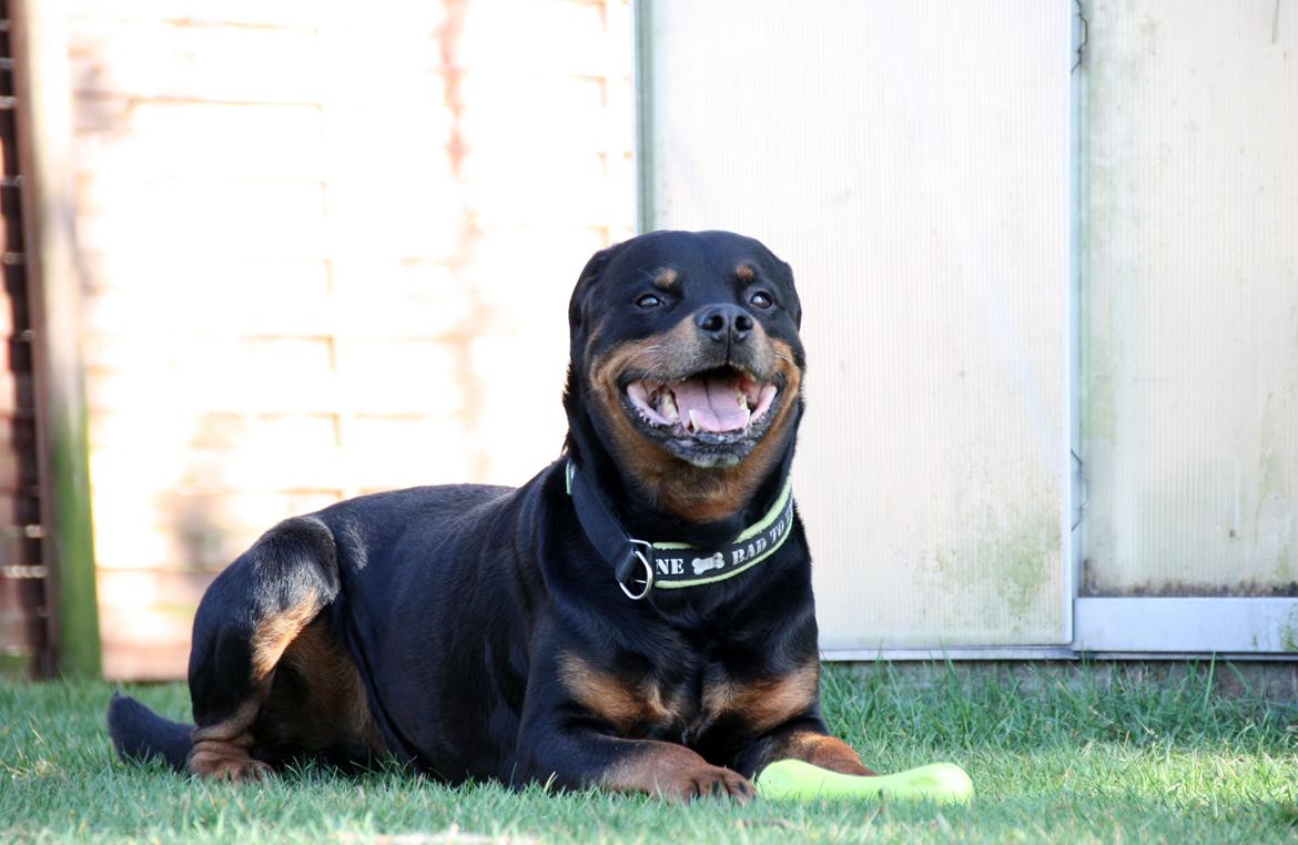 Rottweiler Vom Hause Kanku's Wictor. - 20. Marts 2014 billede 3