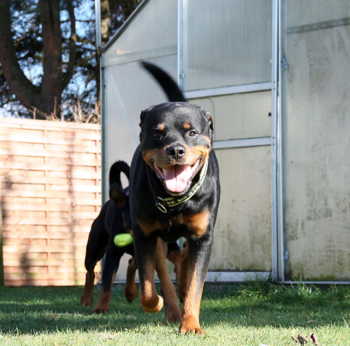 Rottweiler Vom Hause Kanku's Wictor. - 20. Marts 2014 billede 6