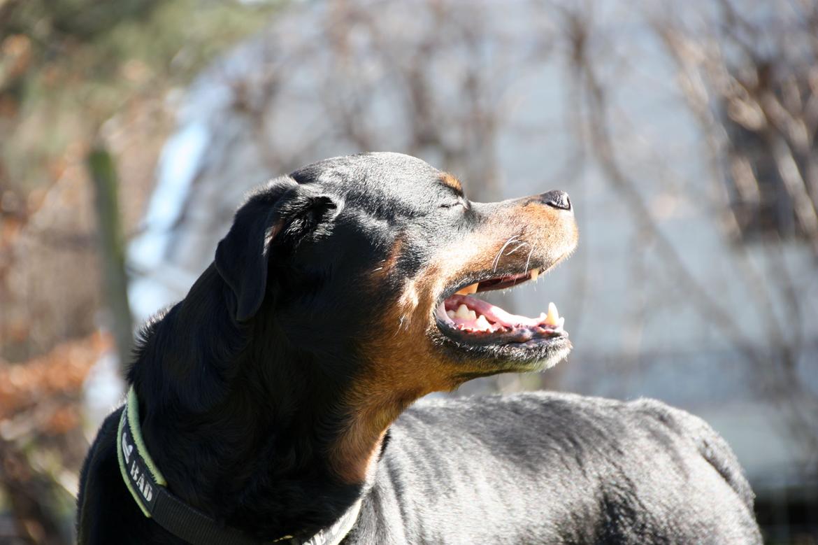 Rottweiler Vom Hause Kanku's Wictor. - 20. Marts 2014 billede 8