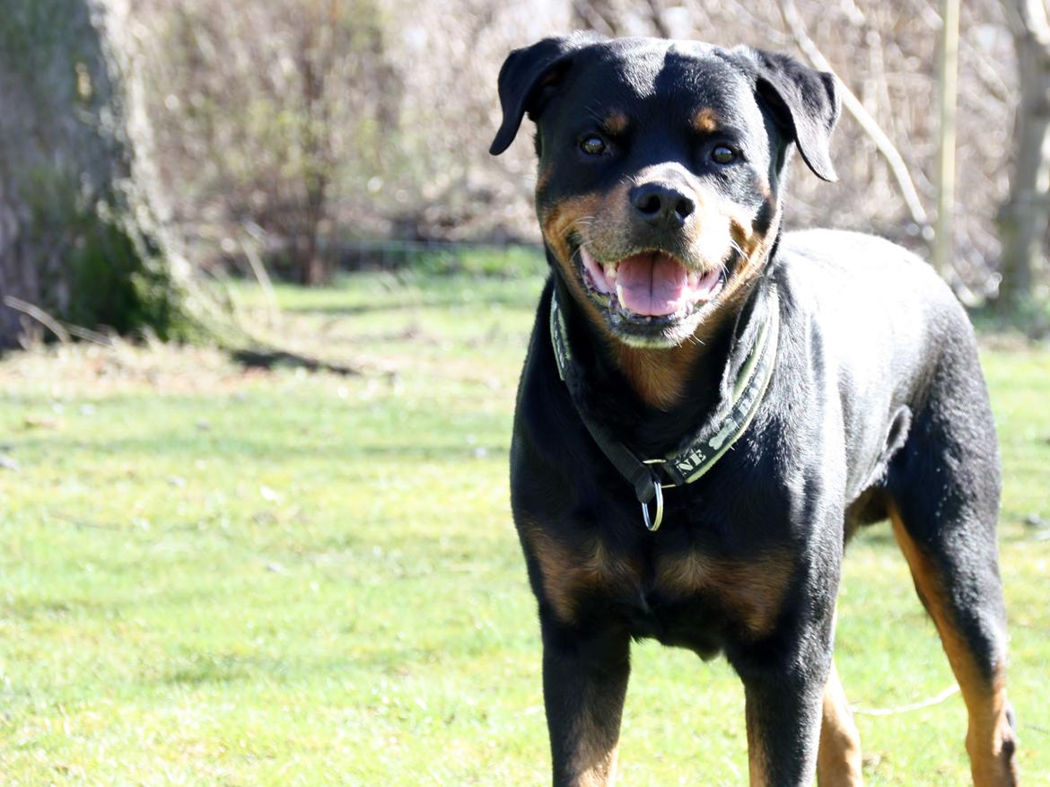 Rottweiler Vom Hause Kanku's Wictor. - 20. Marts 2014 billede 5