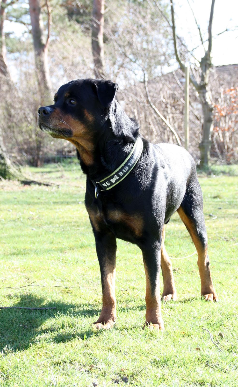 Rottweiler Vom Hause Kanku's Wictor. - 20. Marts 2014 billede 7