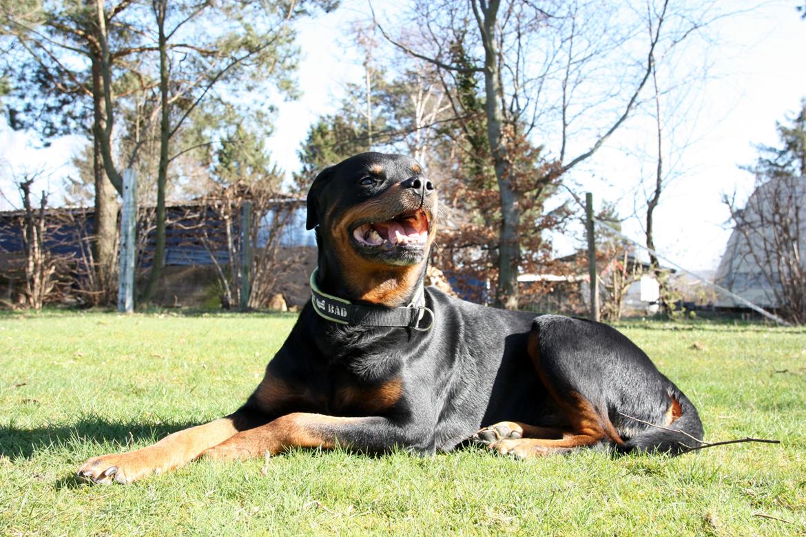 Rottweiler Vom Hause Kanku's Wictor. - 20. Marts 2014 billede 2