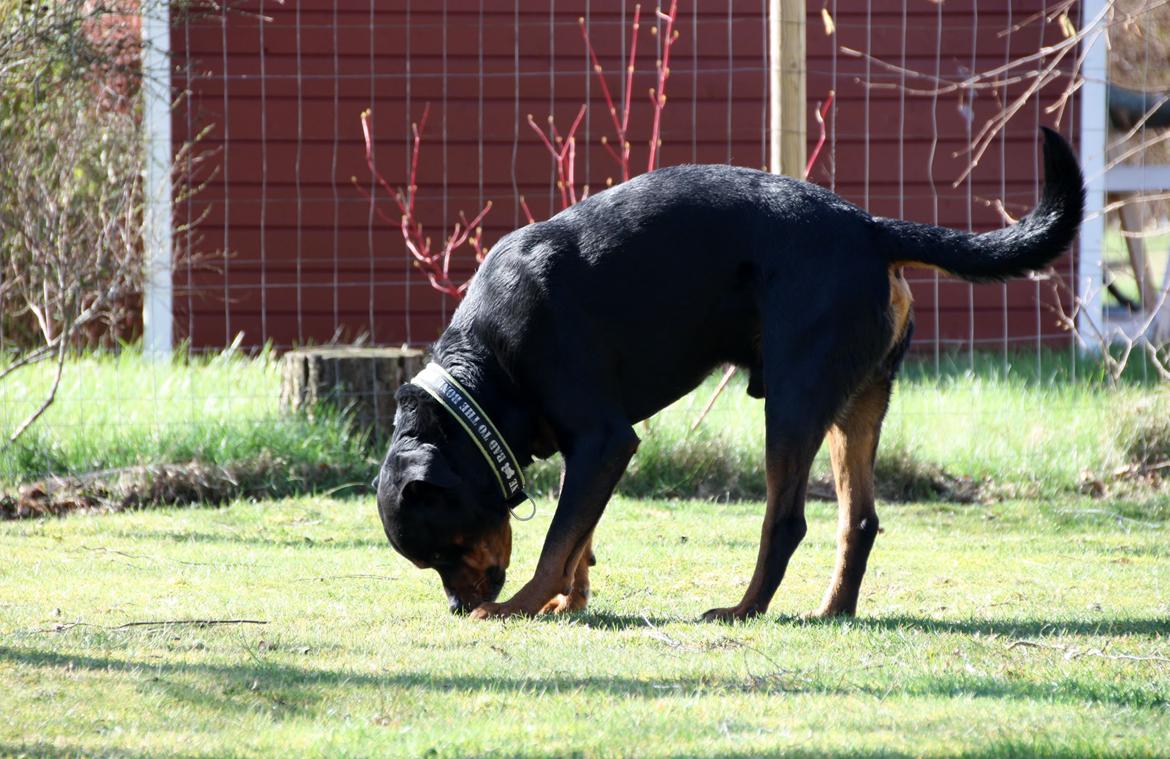 Rottweiler Vom Hause Kanku's Wictor. - 20. Marts 2014 billede 9
