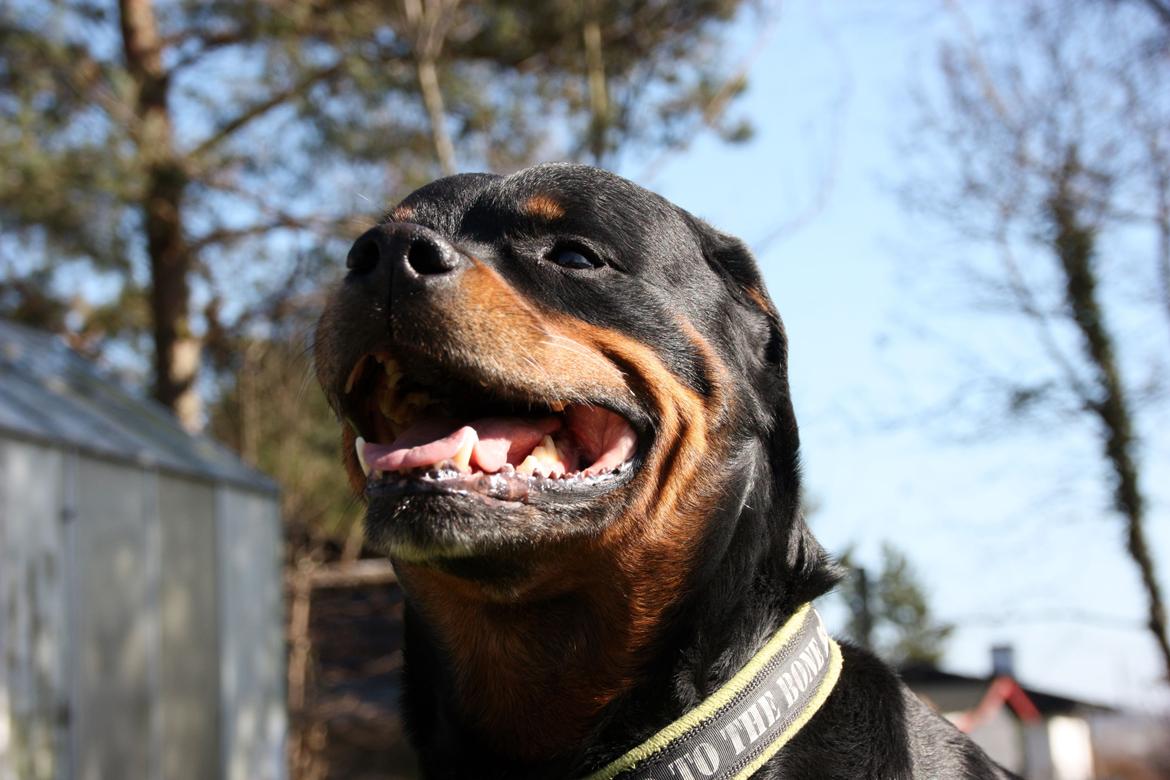 Rottweiler Vom Hause Kanku's Wictor. - 20. Marts 2014 billede 1