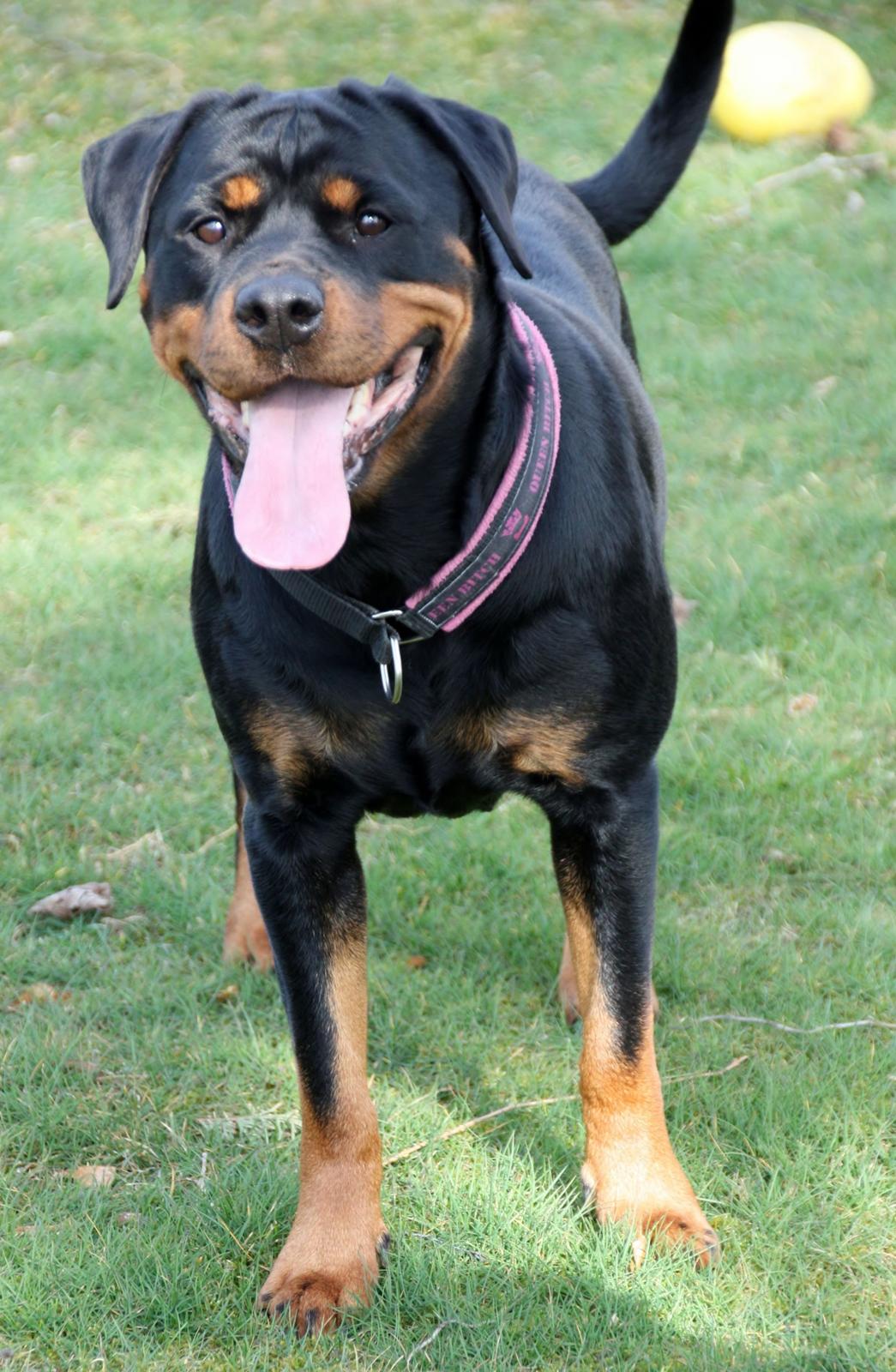 Rottweiler Vom Hause Wenorra Fadia - 20. Marts 2014 billede 4