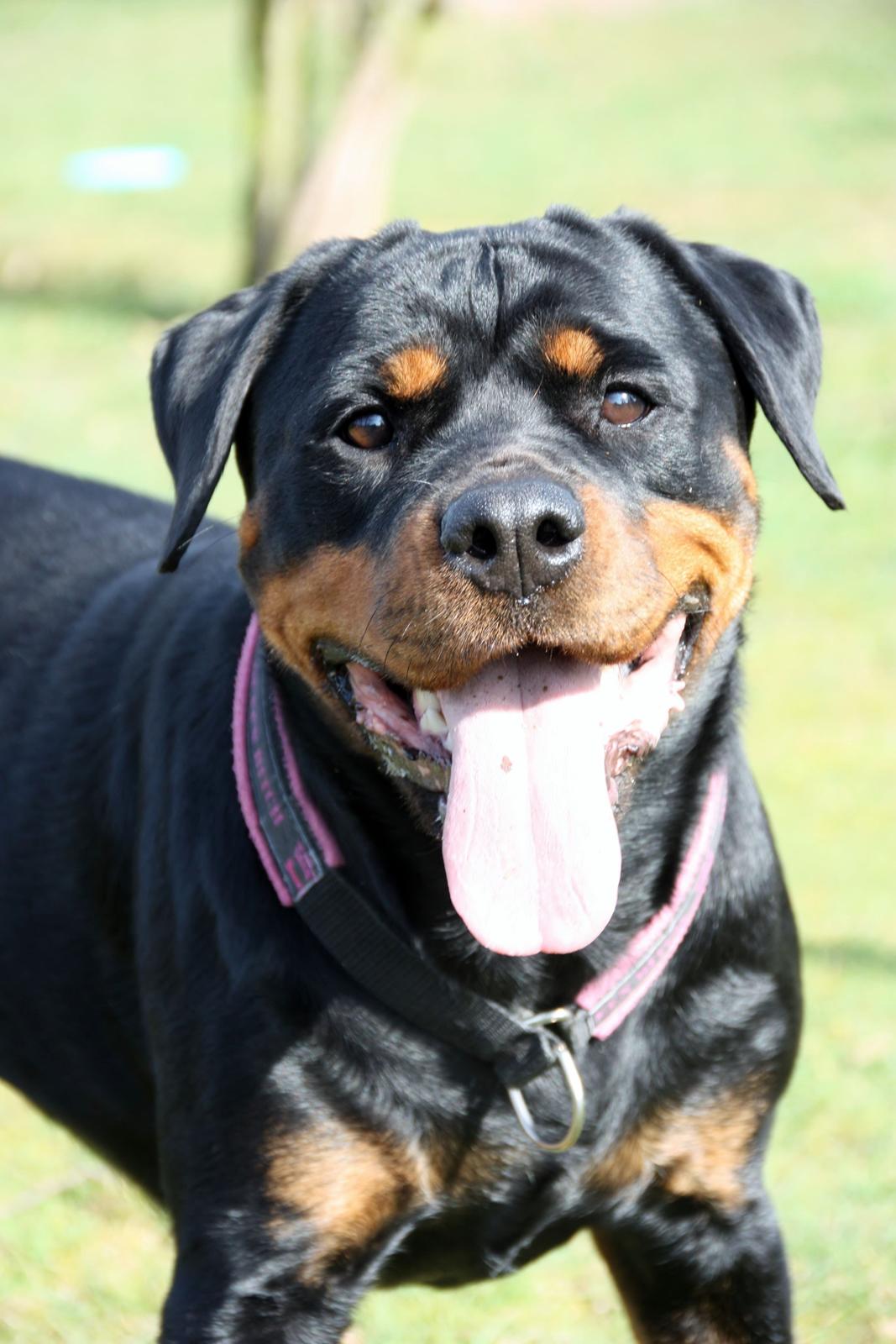 Rottweiler Vom Hause Wenorra Fadia - 20. Marts 2014 billede 11