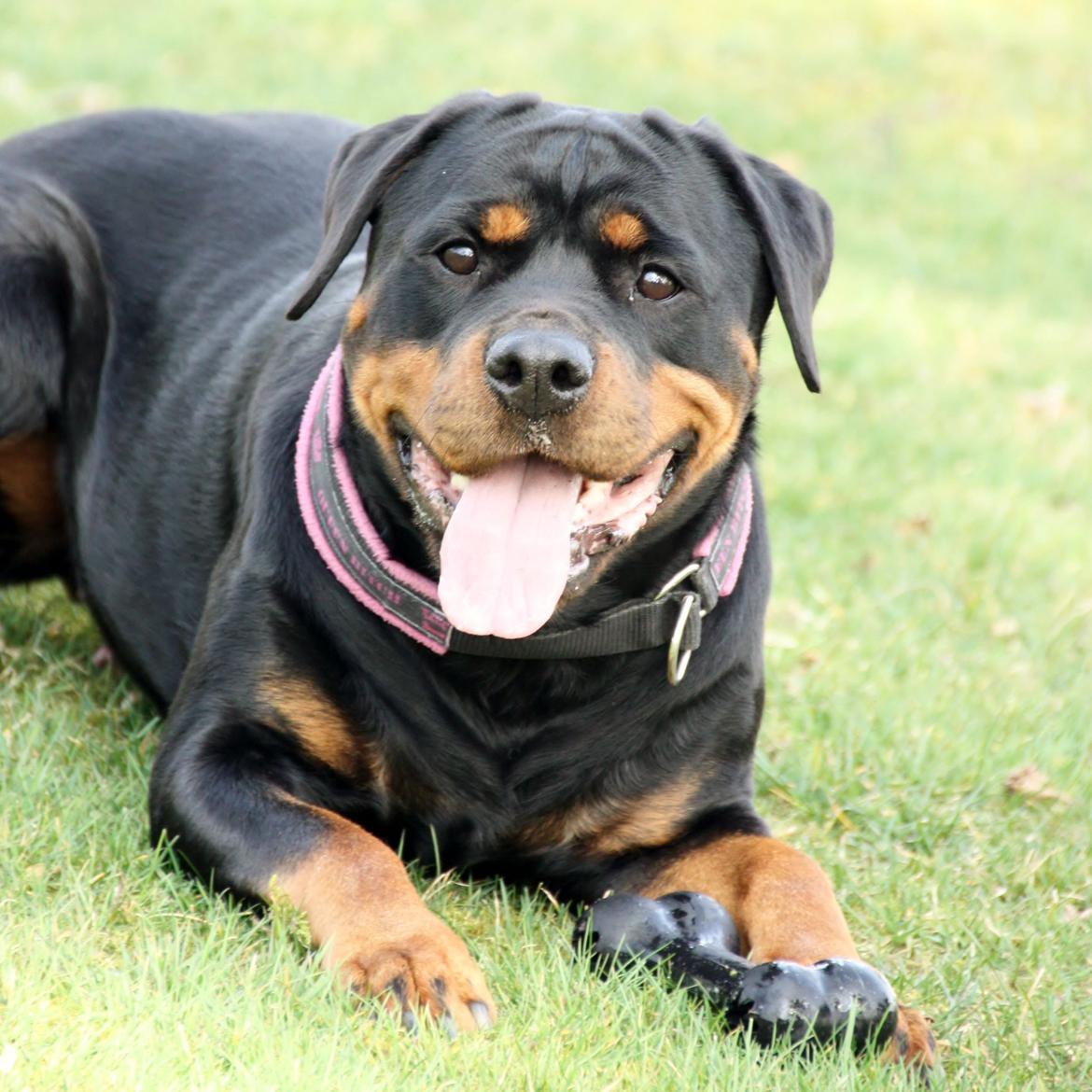 Rottweiler Vom Hause Wenorra Fadia - 20. Marts 2014 billede 6