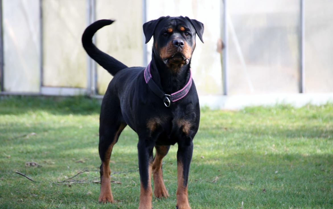 Rottweiler Vom Hause Wenorra Fadia - 20. Marts 2014 billede 9