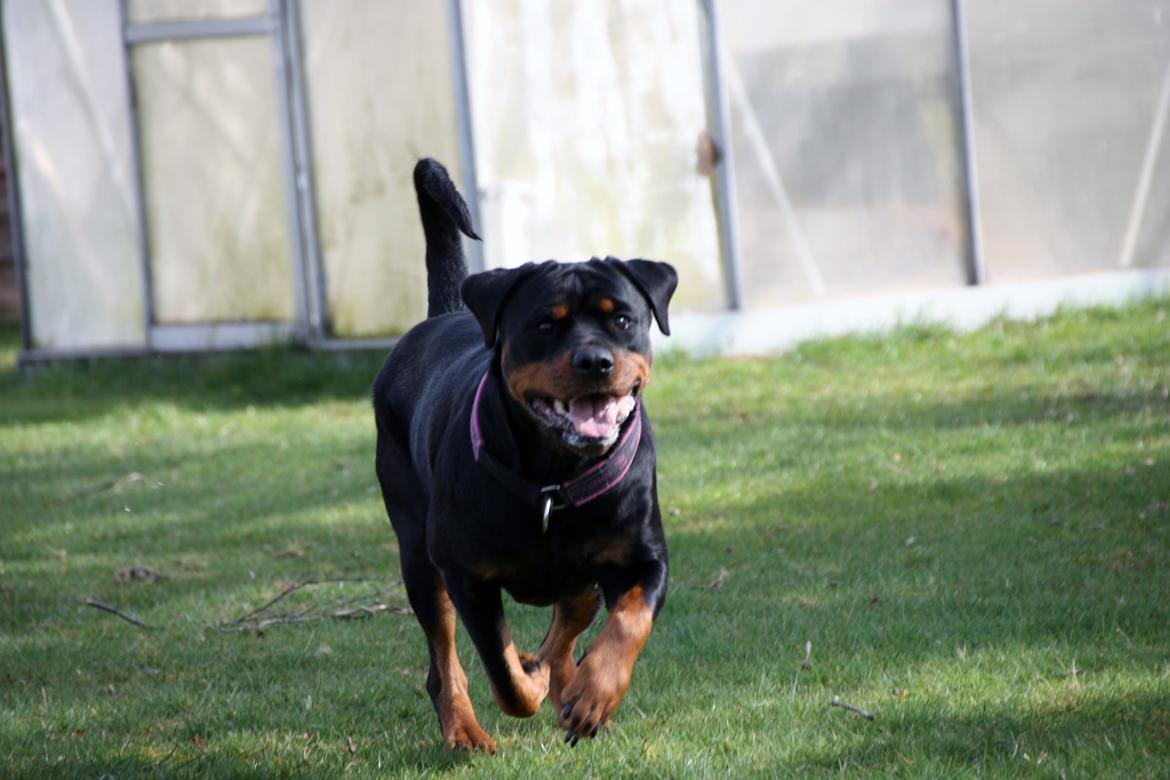 Rottweiler Vom Hause Wenorra Fadia - 20. Marts 2014 billede 7