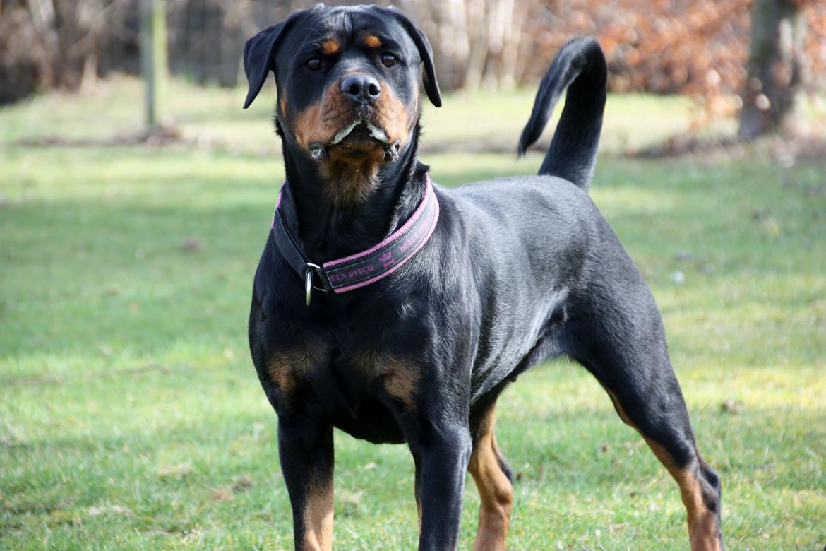 Rottweiler Vom Hause Wenorra Fadia - 20. Marts 2014 billede 3