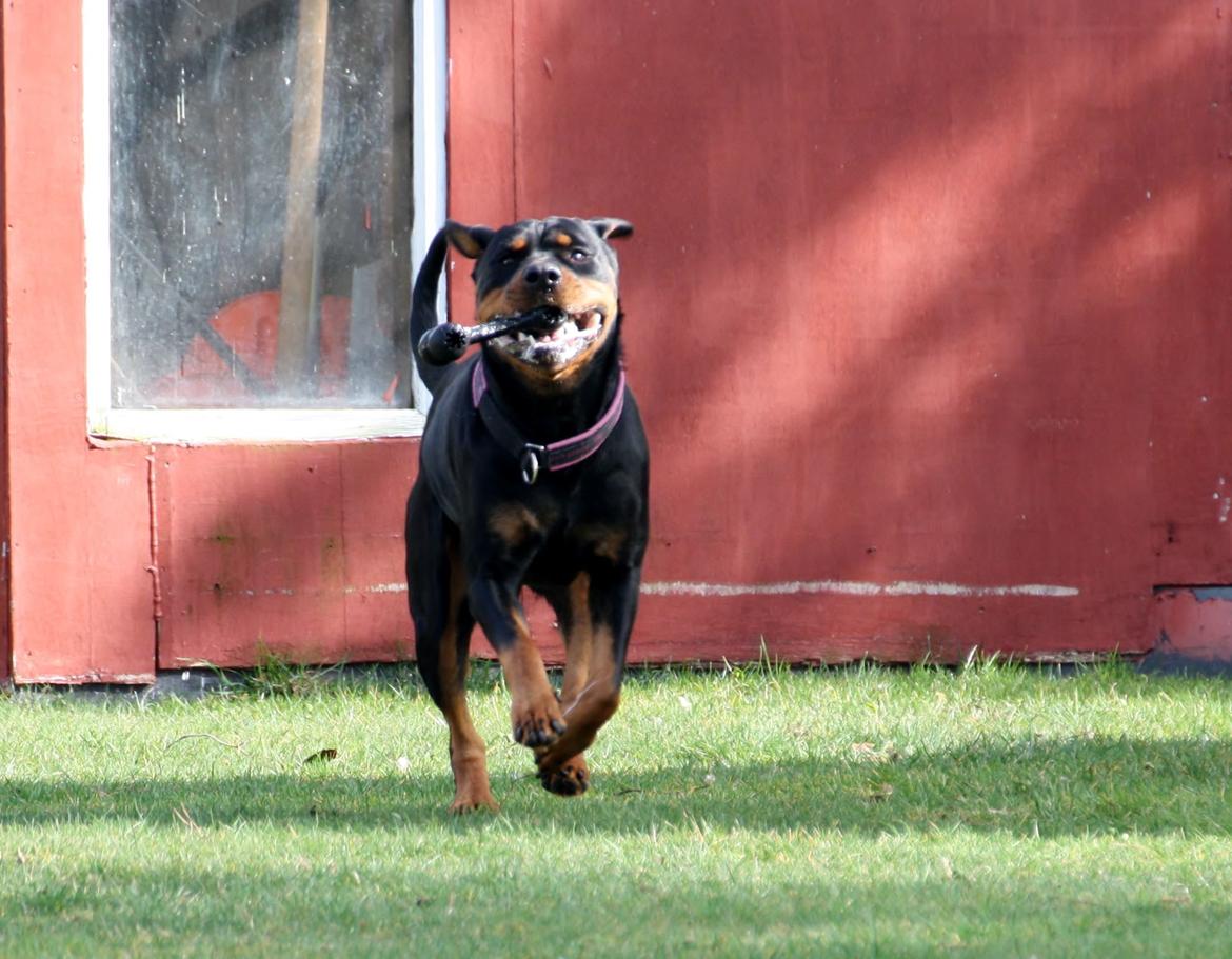 Rottweiler Vom Hause Wenorra Fadia - 20. Marts 2014 billede 8