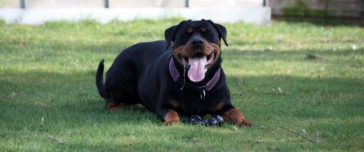 Rottweiler Vom Hause Wenorra Fadia - 20. Marts 2014 billede 10