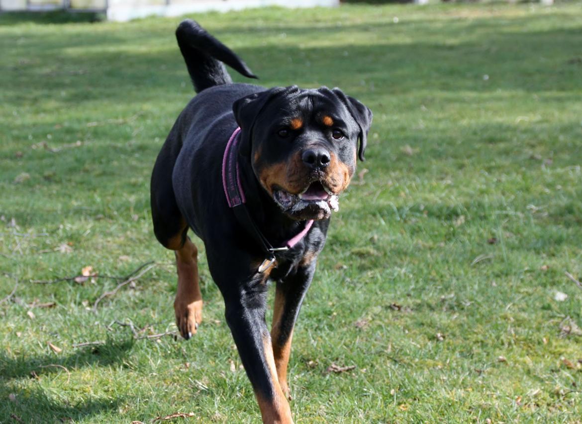 Rottweiler Vom Hause Wenorra Fadia - 20. Marts 2014 billede 5