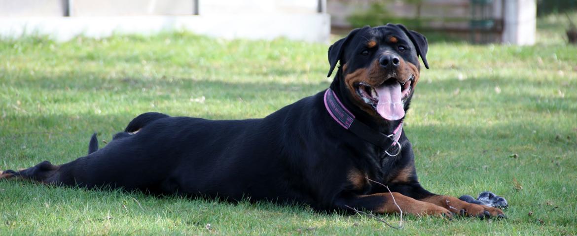 Rottweiler Vom Hause Wenorra Fadia - 20. Marts 2014 billede 1