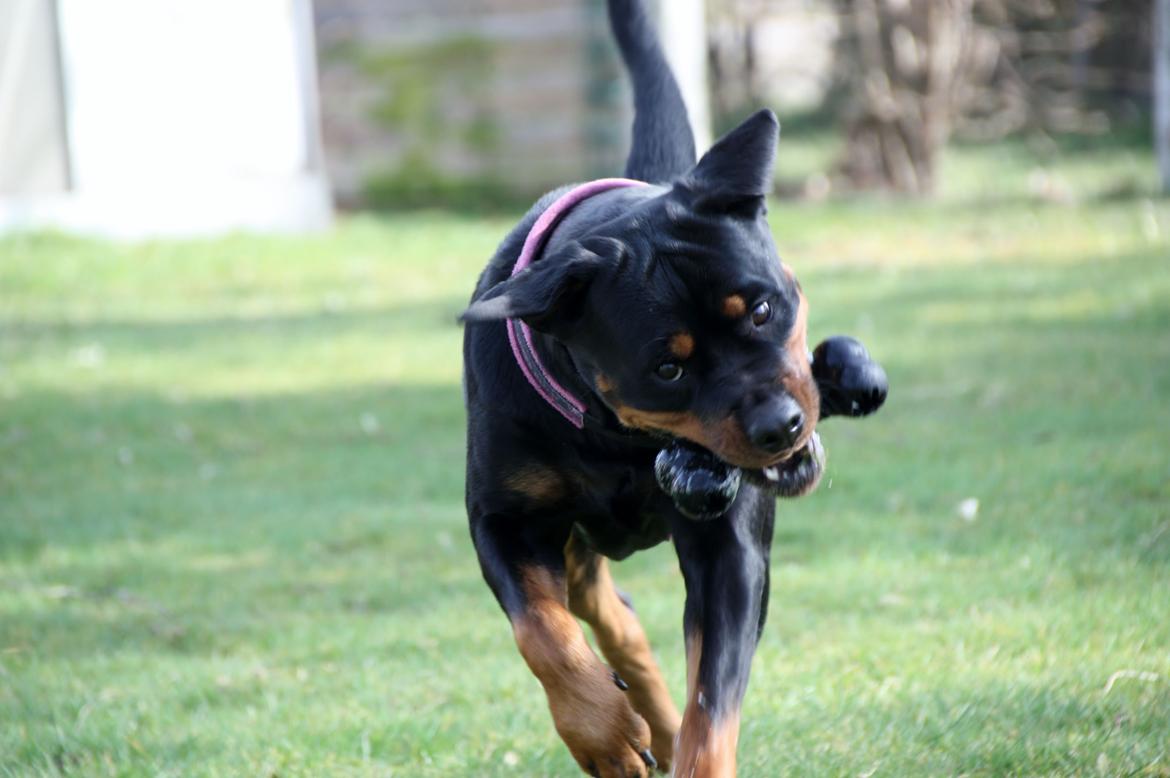 Rottweiler Vom Hause Wenorra Fadia - 20. Marts 2014 billede 2