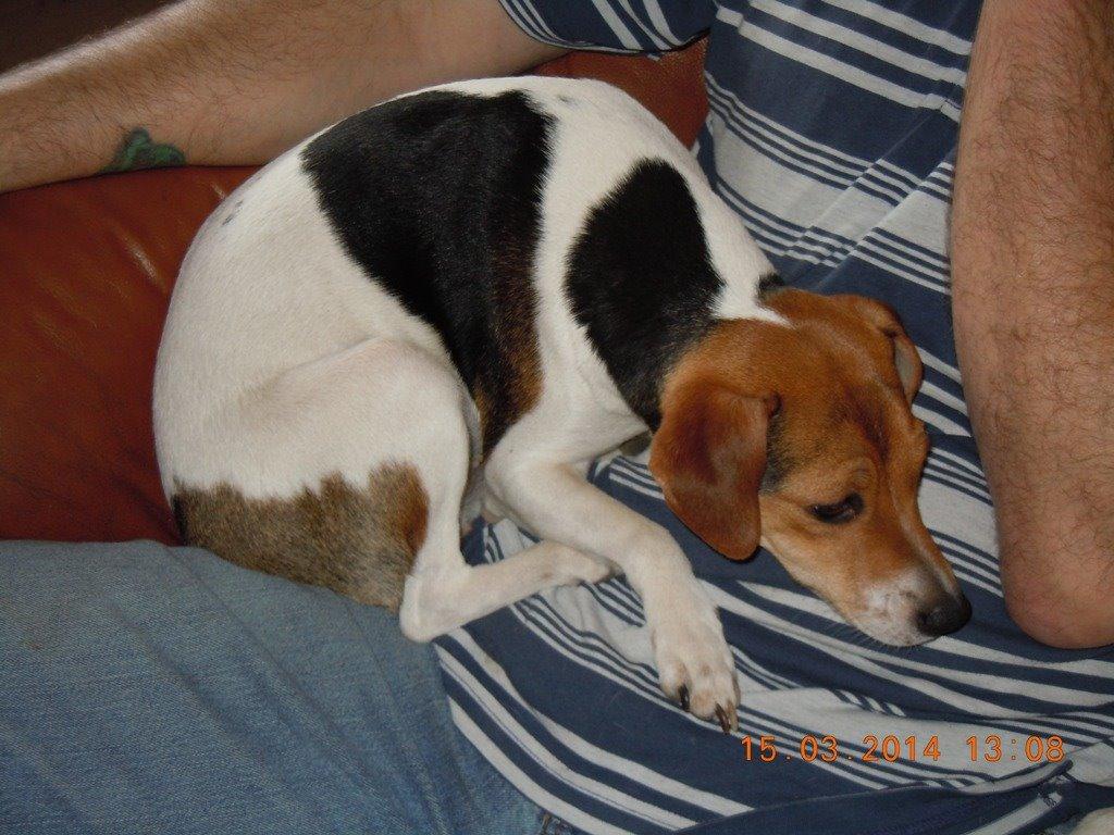 Dansk svensk gaardhund DeeDee (Piccobello Daimler's Djeanie of C&B) billede 5
