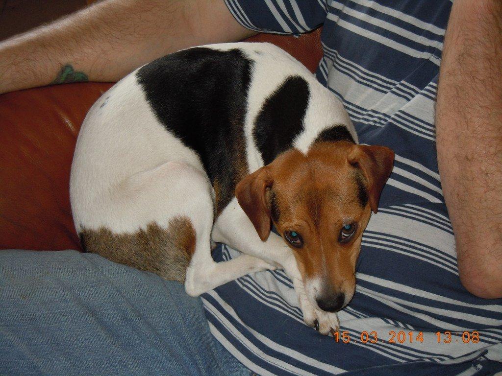 Dansk svensk gaardhund DeeDee (Piccobello Daimler's Djeanie of C&B) billede 6