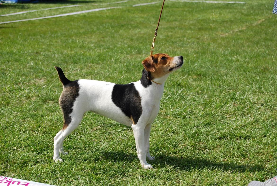Dansk svensk gaardhund DeeDee (Piccobello Daimler's Djeanie of C&B) - Her er hun stadigvæk i Hvalpeklassen, og vandt klassen. billede 2
