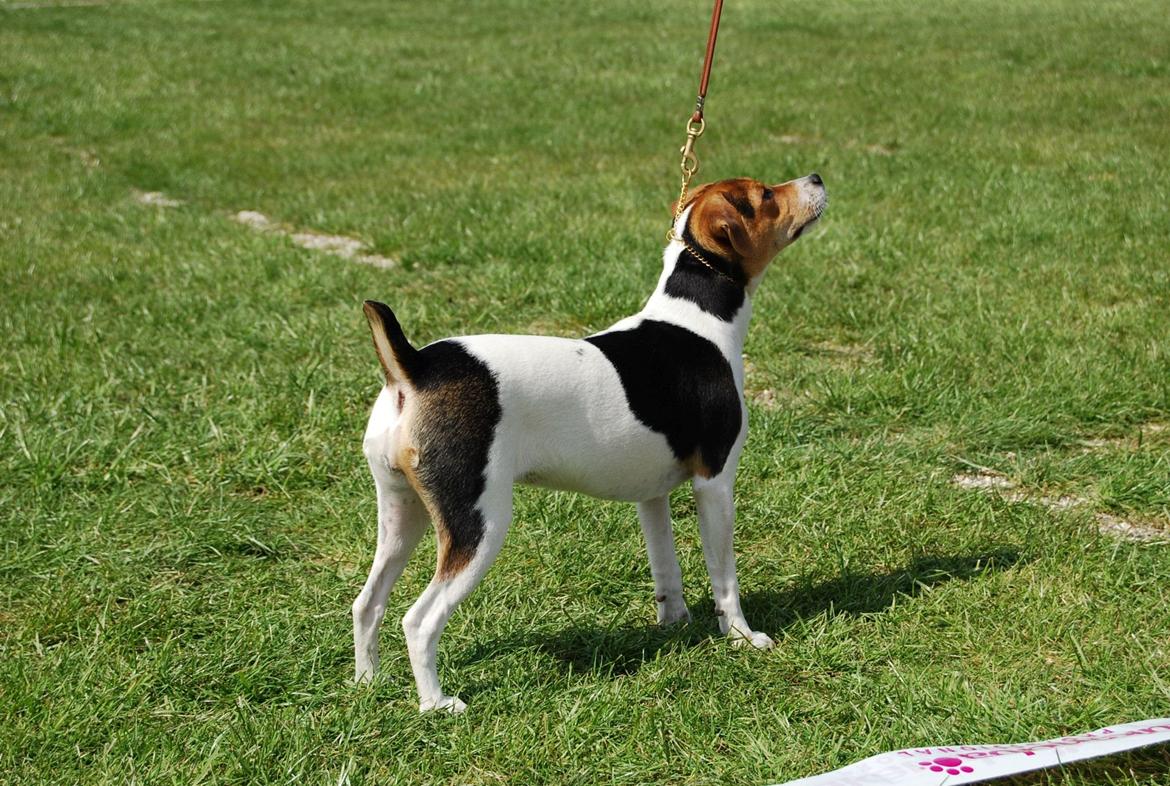 Dansk svensk gaardhund DeeDee (Piccobello Daimler's Djeanie of C&B) - Står rigtig fint synes jeg. billede 3