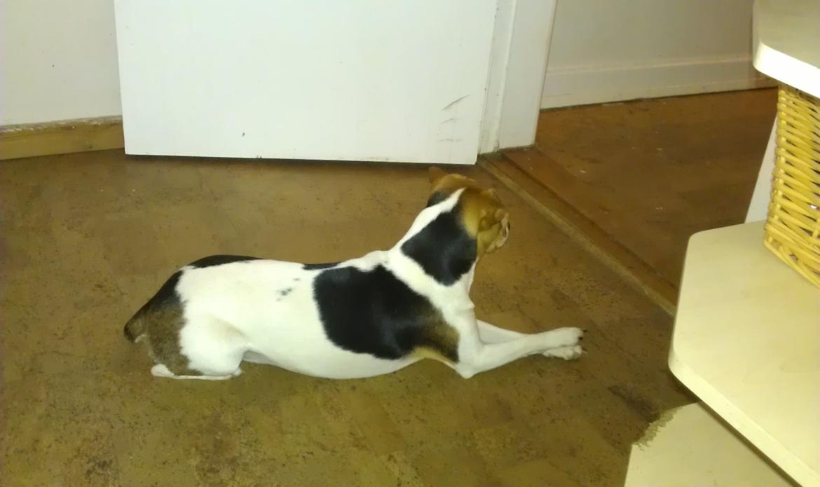 Dansk svensk gaardhund DeeDee (Piccobello Daimler's Djeanie of C&B) billede 4