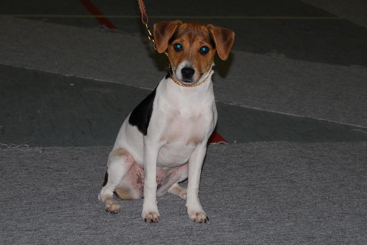 Dansk svensk gaardhund DeeDee (Piccobello Daimler's Djeanie of C&B) - DeeDee på sin allerførste udstilling. billede 1