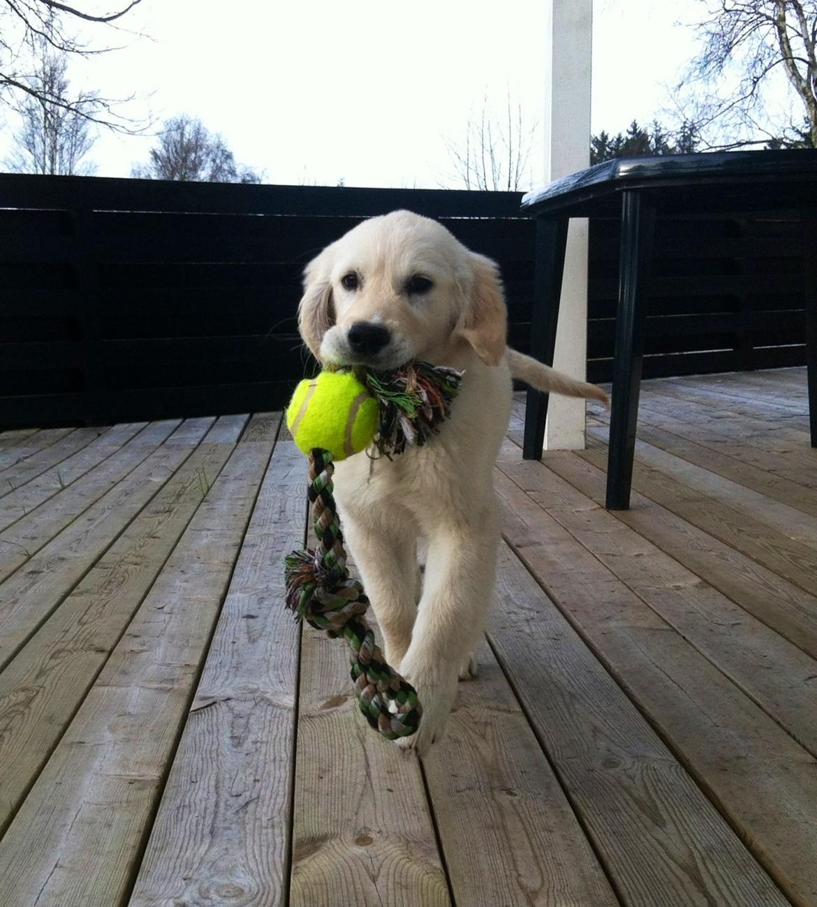 Golden retriever Sammy billede 13