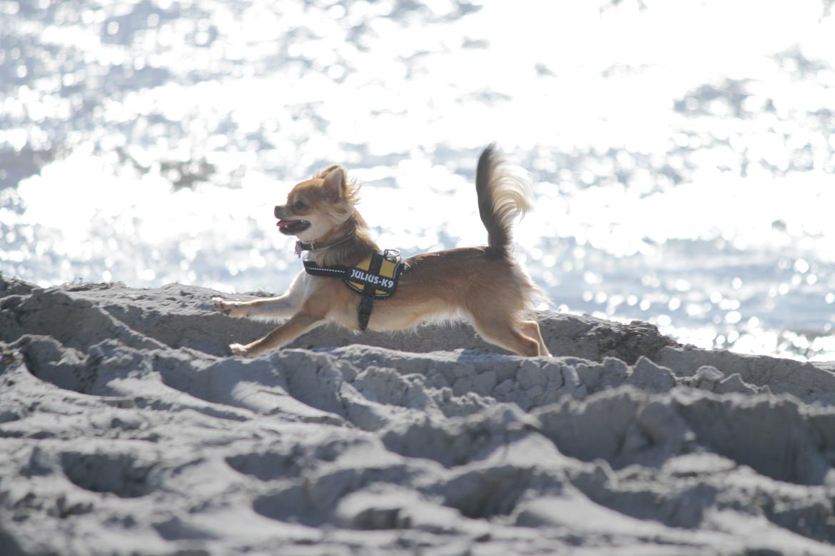 Chihuahua Frk Kvistes ~Estelle~ billede 5