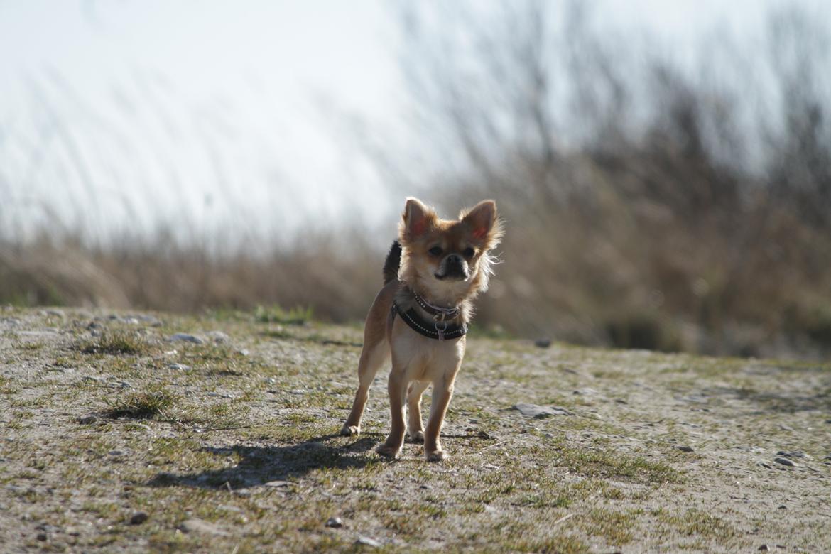 Chihuahua Frk Kvistes ~Estelle~ billede 4