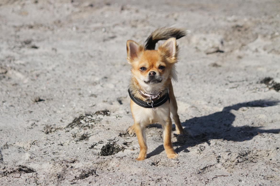 Chihuahua Frk Kvistes ~Estelle~ billede 3